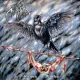 Akashah - Eagna na Marbh (CD)