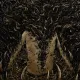 Plamen - To The Dust (CD)