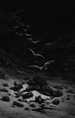 Kastijder - s-t (CS)